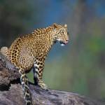 Rezakhan00 Profile Picture
