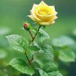 Jahid Islam Profile Picture