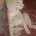 Shahid Ahmed Profile Picture
