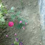 Hossain Ahmed profile picture