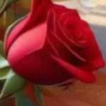 Sherinislam Profile Picture