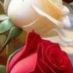 Rod1234 Profile Picture